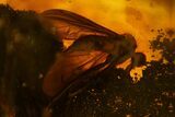 Three Large Fossil Flies (Diptera) In Baltic Amber #142199-1